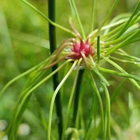 Allium vineale Floare