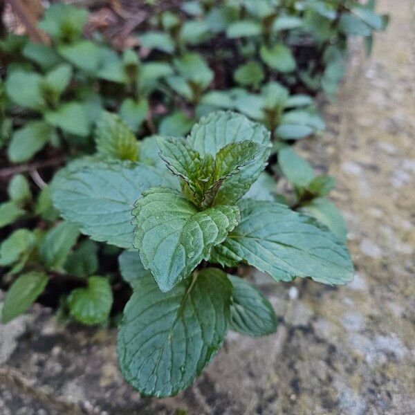 Mentha × piperita Habitus