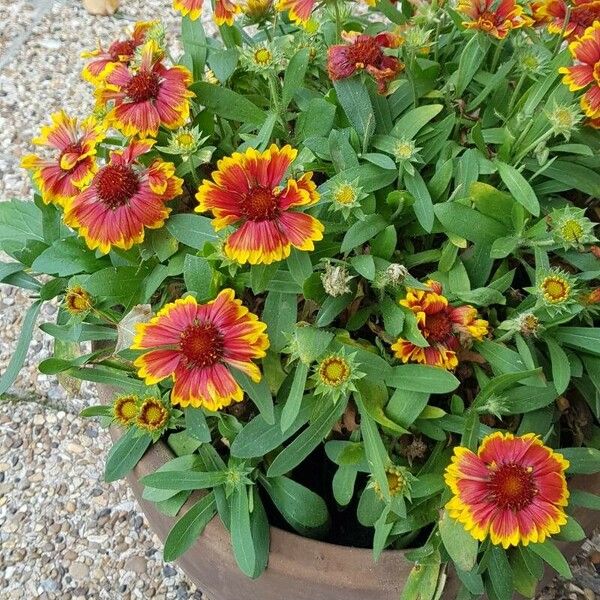 Gaillardia aristata Цветок