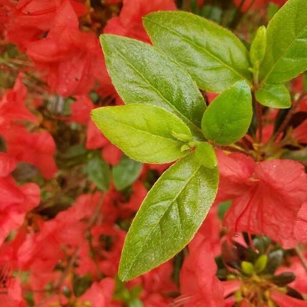 Rhododendron calendulaceum Leaf