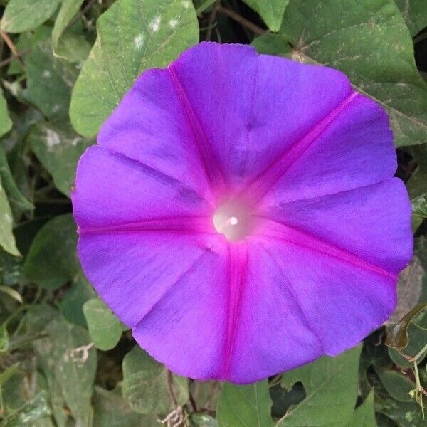 Ipomoea indica その他の提案