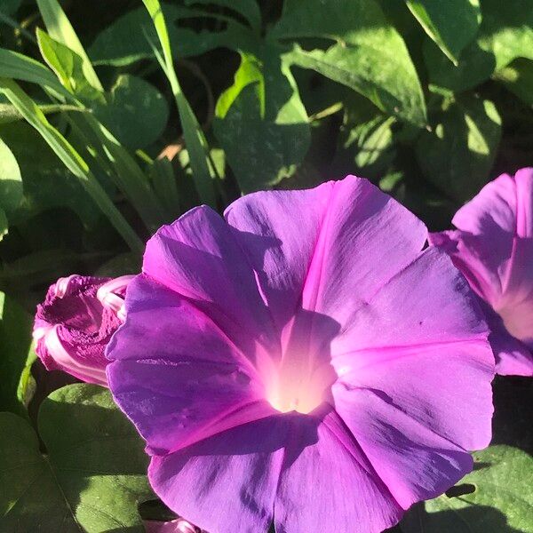 Ipomoea indica Virág