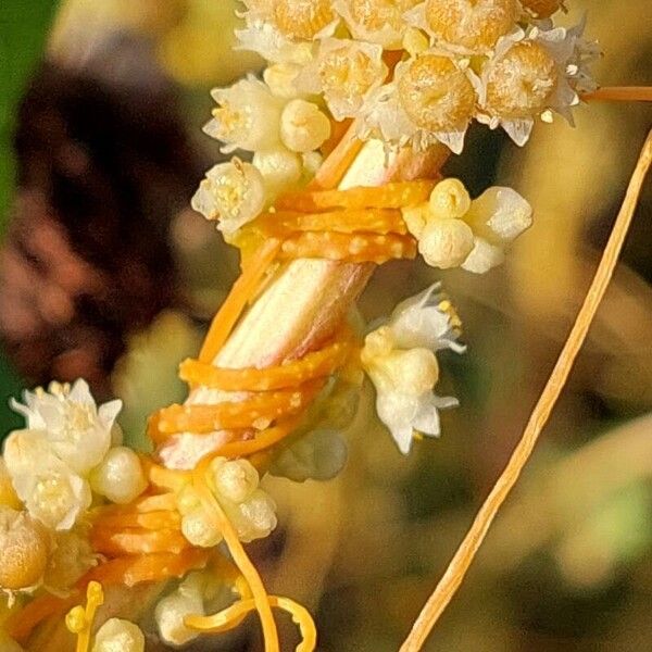 Cuscuta campestris Flors