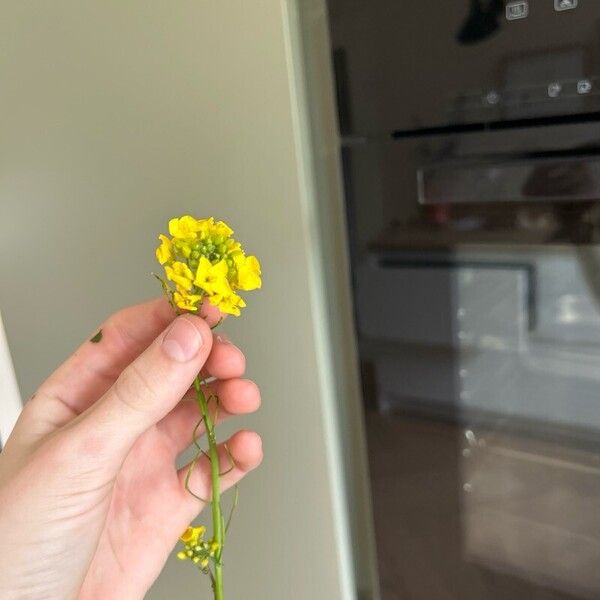 Brassica rapa Fleur