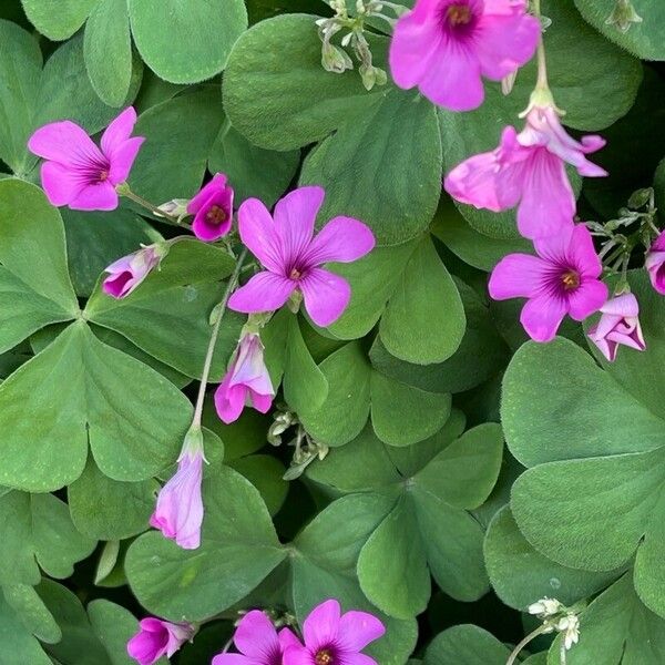 Oxalis articulata Floare