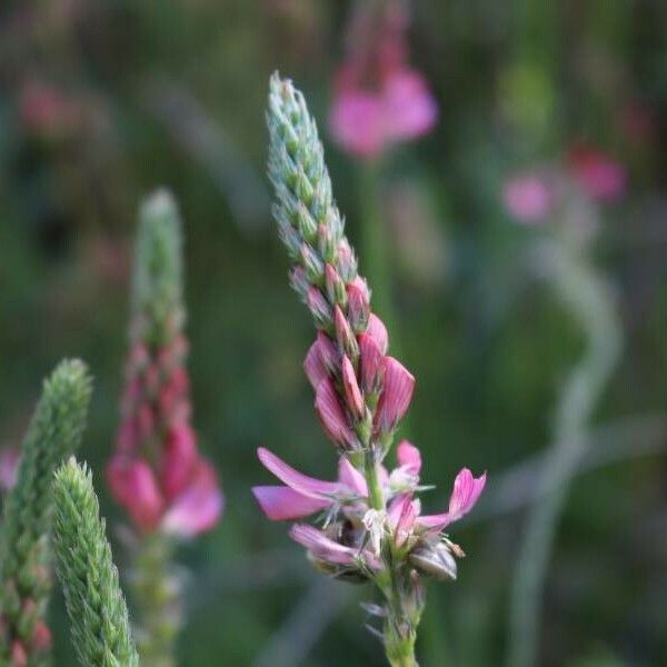 Onobrychis viciifolia Blüte