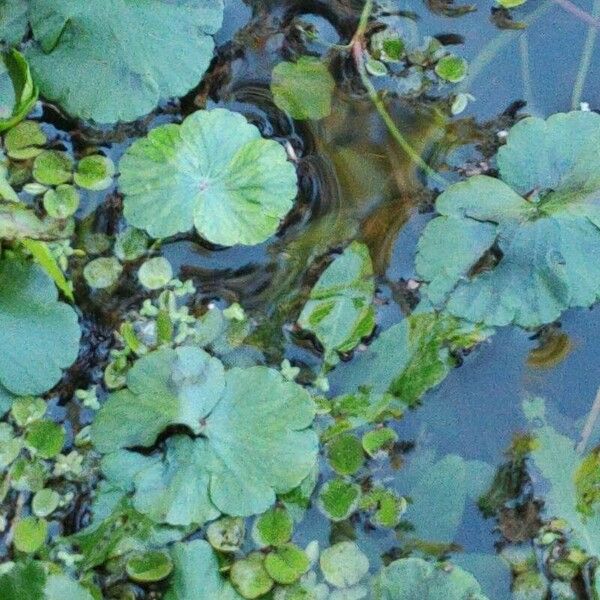 Hydrocotyle ranunculoides Folha