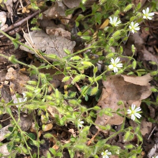 Cerastium brachypetalum موطن