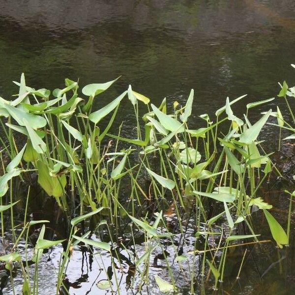 Sagittaria rigida पत्ता