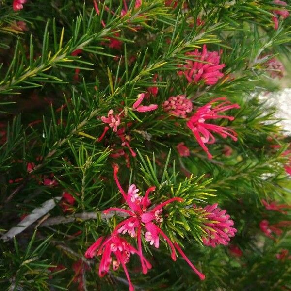 Grevillea juniperina برگ