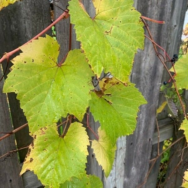 Vitis vulpina Φύλλο