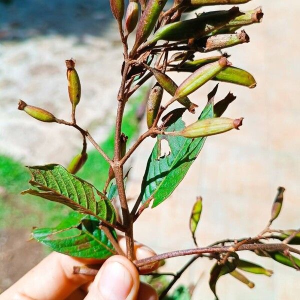 Cinchona pubescens Лист