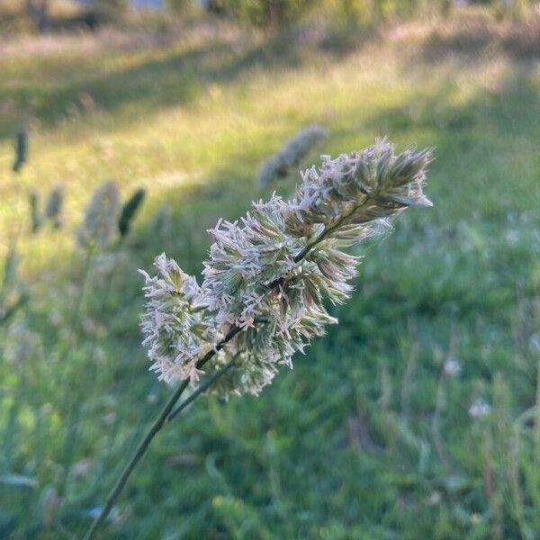 Dactylis glomerata Λουλούδι