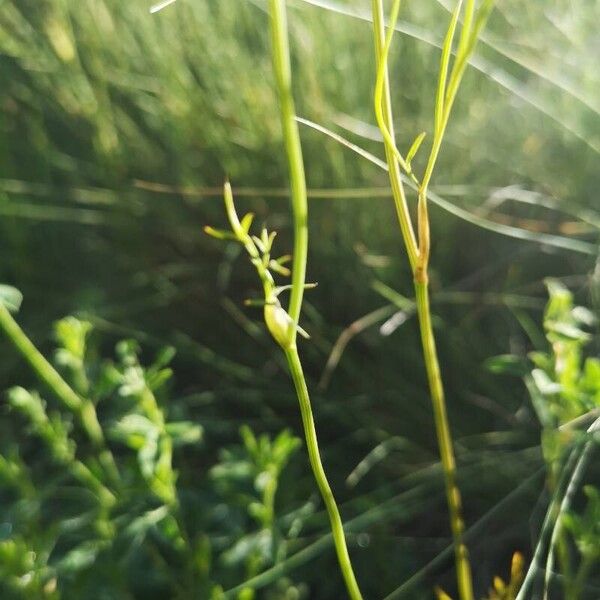 Bunium bulbocastanum Lapas