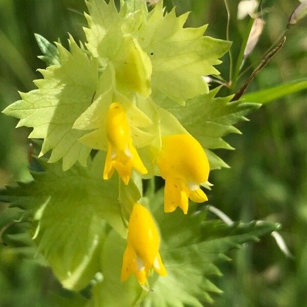 Rhinanthus major Blodyn