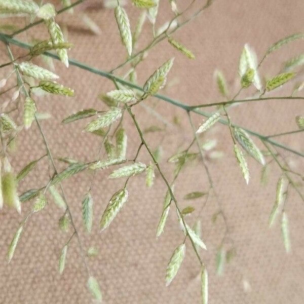 Eragrostis minor Bloem