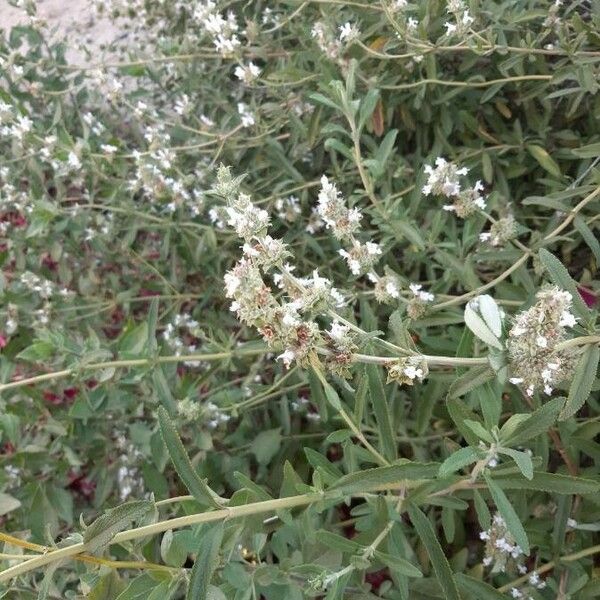 Salvia mellifera Flower