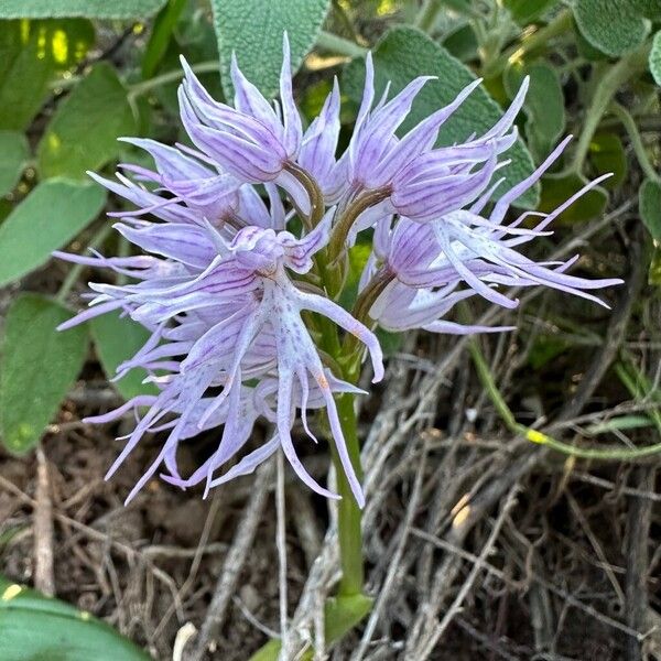 Orchis italica Kvet