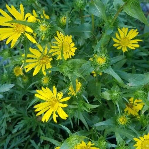 Grindelia integrifolia Flower