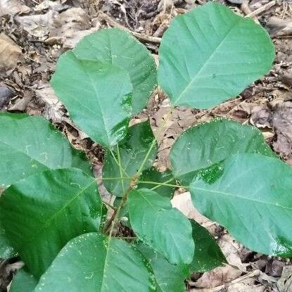 Sterculia tragacantha Leaf