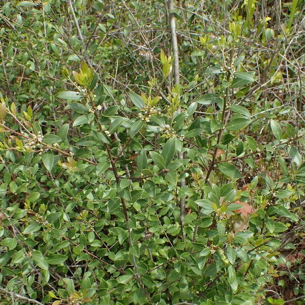 Ilex coriacea Hábito