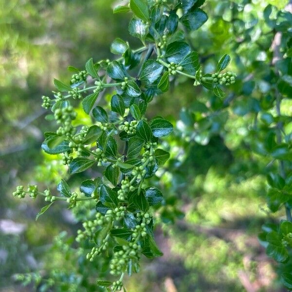 Retanilla trinervia Плод