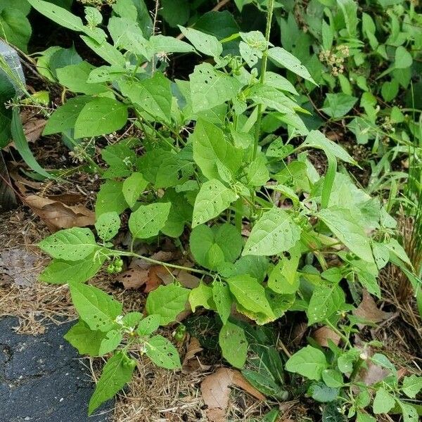 Solanum americanum Vekstform