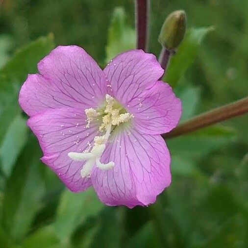 Epilobium hirsutum Flower