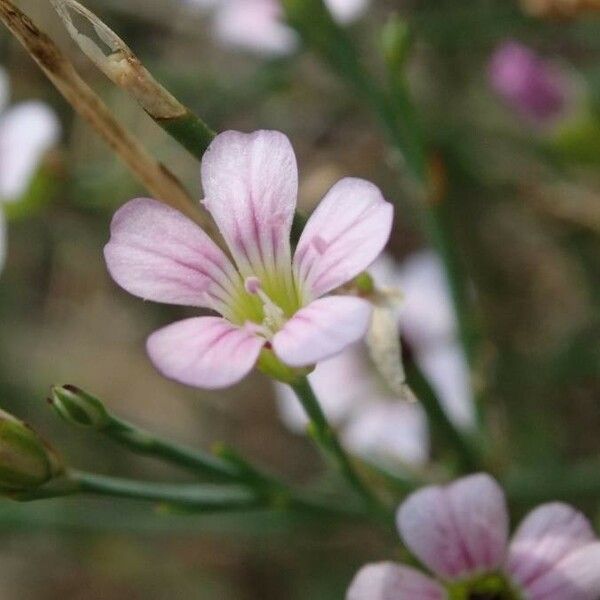 Petrorhagia saxifraga Flor