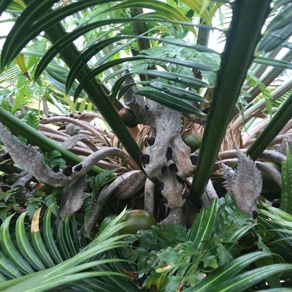 Cycas revoluta Fruit