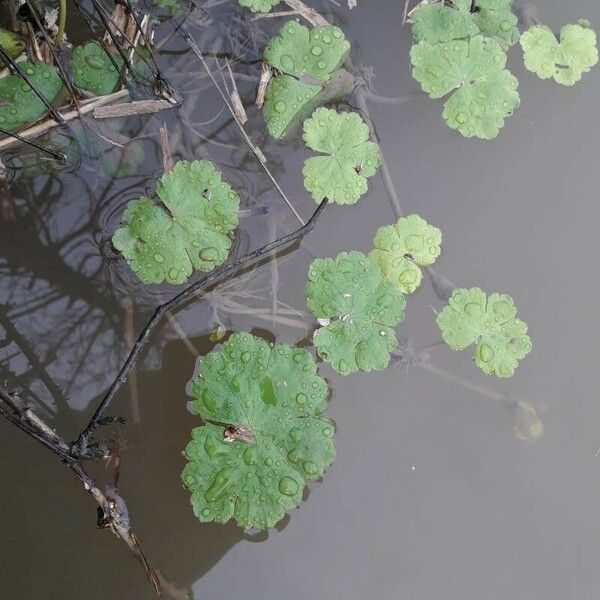 Hydrocotyle ranunculoides Folla