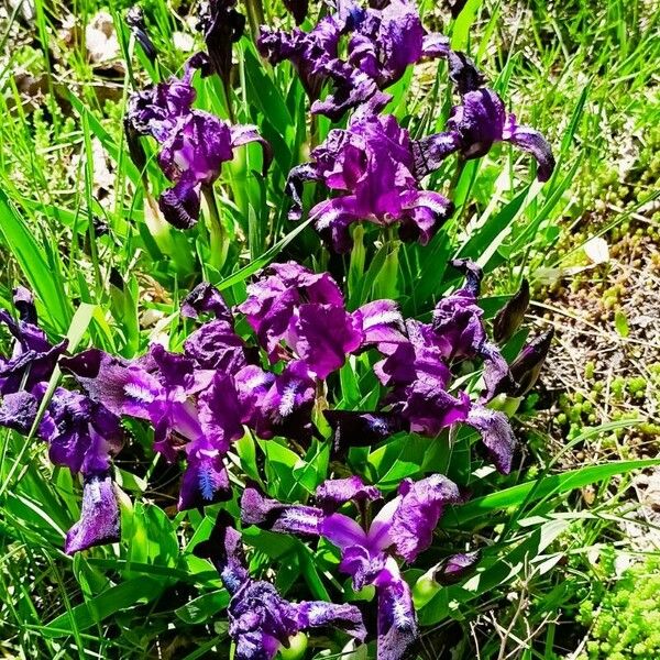 Iris pumila Агульны выгляд
