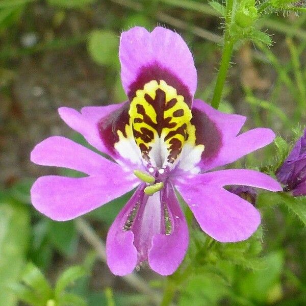 Schizanthus pinnatus Çiçek