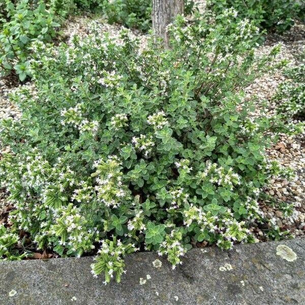 Origanum majorana Habitatea