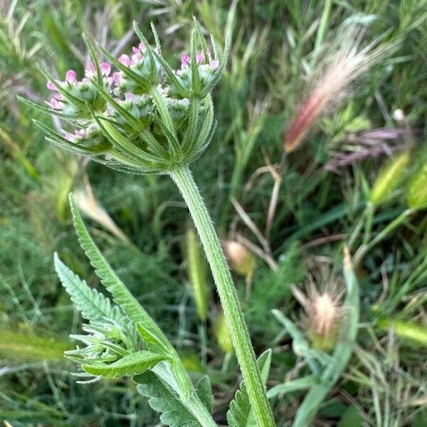 Tordylium maximum Flower