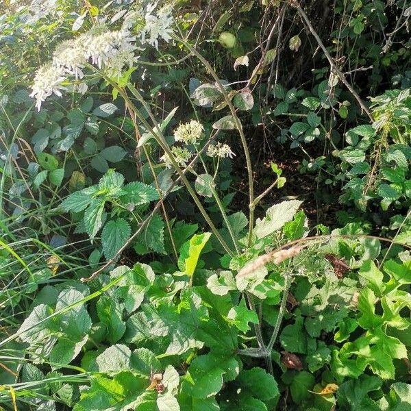 Heracleum sphondylium Cvet