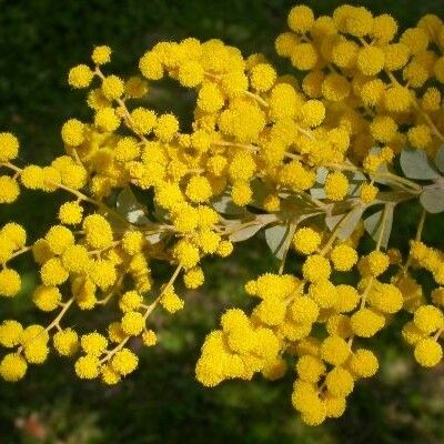 Acacia cultriformis Flor