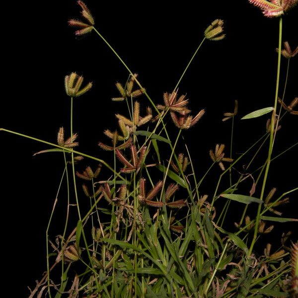 Dactyloctenium aegyptium Flor