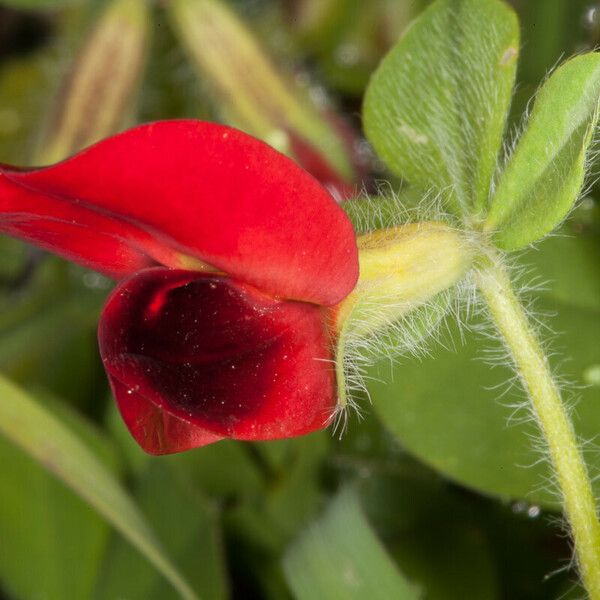 Lotus tetragonolobus Flower