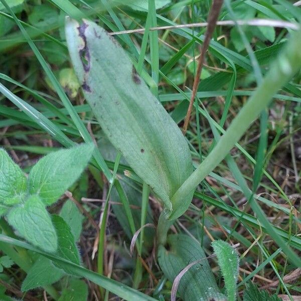 Ophrys apifera Foglia