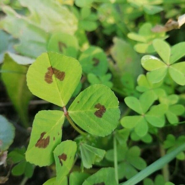 Medicago arabica Blatt