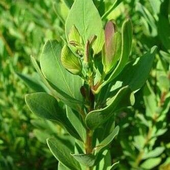 Polygala myrtifolia List