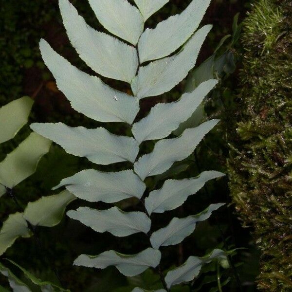 Adiantum petiolatum Leaf