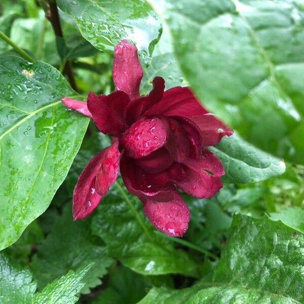 Calycanthus floridus Λουλούδι