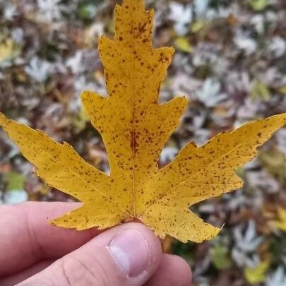 Acer saccharinum पत्ता