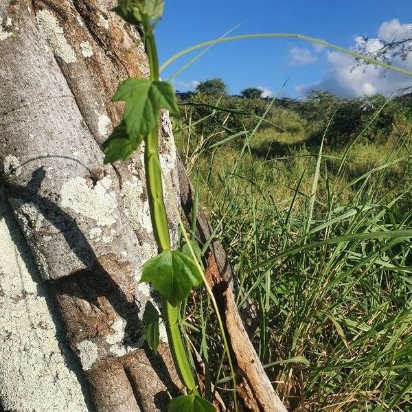 Cissus quadrangularis Φύλλο