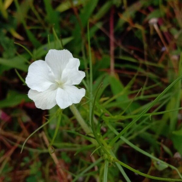 Rhamphicarpa fistulosa Blomma