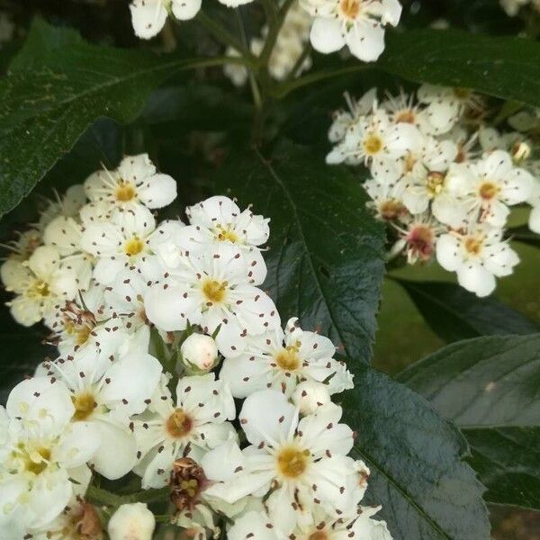 Crataegus crus-galli 花