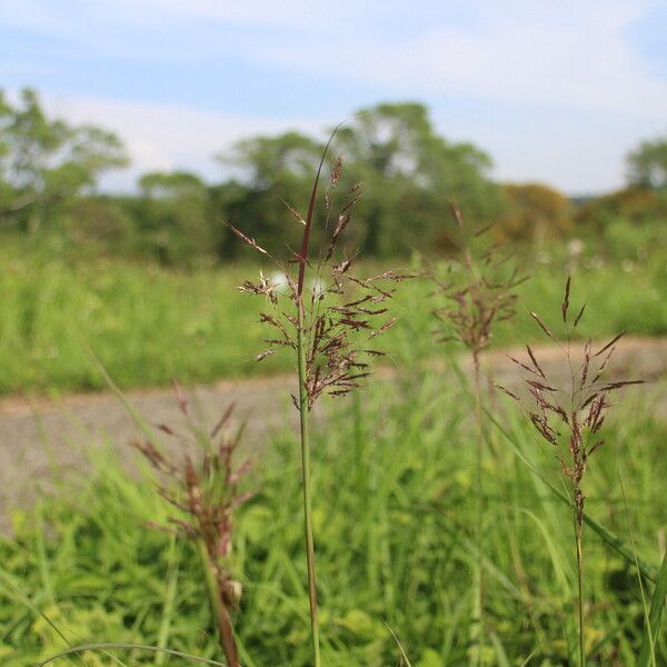 Capillipedium spicigerum Habit