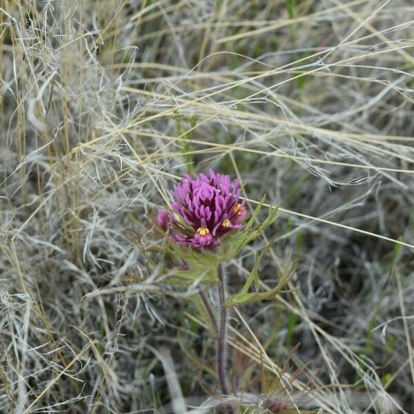 Castilleja exserta Flower